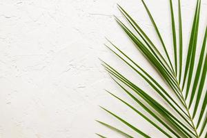 Tropical green palm leaf on white concrete background. Flat lay, top view photo