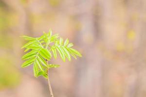 young spring branch of rowan tree on bokeh background. Spring is coming. photo