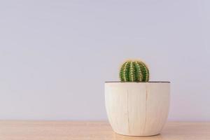 Echinopsis Eirieza cactus in white rustic ceramic pot on grey background. Domestic gardenning for beginners. Copy space for text. photo