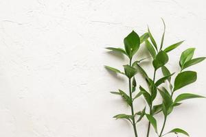 twigs of ruscus plant on white concrete background. photo