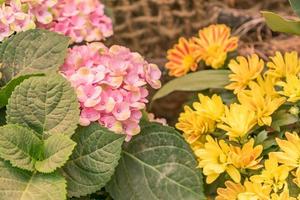 beautiful blooming pink hydrangea flowers on cord fishnet background with copy space photo