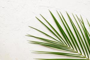 Tropical green palm leaf on white concrete background. Flat lay, top view photo