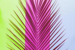 Abstract tropical background. palm leaf on yellow, blue and purple backdrop. Toned image photo