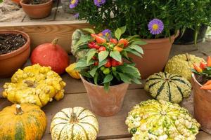 Autumn pumpkin background. Close up of mini pumpkins at farmers market. photo