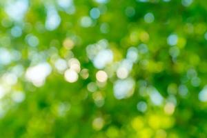 Abstract bokeh background. Defocused tree with green leaves. Summer backdrop photo