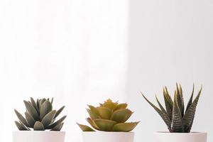 Different Succulents in small white pots on the table. home decor, nordic style design photo