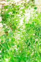 Spring nature background with green grass, sun and bokeh. Summer or spring backdrop with fresh green grass and sun flares photo