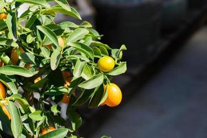 branch full of ripe ornge lemons in sun rays. Fresh harvest of eco fruits. photo