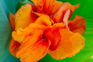 Canna flower also called canna lily in the garden photo