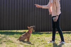 niña adolescente entrenando a su perro bull terrier en miniatura al aire libre. cachorro durante el entrenamiento de obediencia al aire libre, escuela de entrenamiento de perros. foto