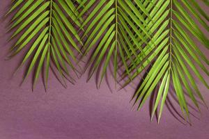 Tropical palm leaves on pink background. Minimal summer concept. Creative flat lay with copy space. photo