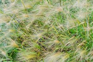 Close up of cereal field in a autumn day photo