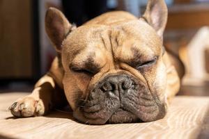 Sleep and Cute brown french bulldog lay down on paws on a floor photo