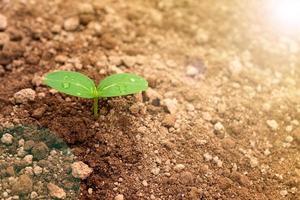 brote de cerca. plantación de plántulas de pepino en el suelo foto