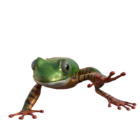 Frog 3d model illustration png