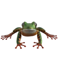 Frog 3d model illustration png