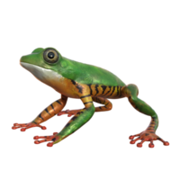 grenouille modèle 3d illustration png