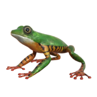 Frog 3d model illustration png