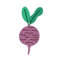 fresh radish vegetable vector