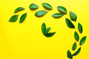 Leaves composition made of ruskus. Flat lay, top view. Summer creative minimal background with tropical leaves. Leaf pattern photo