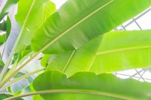 fondo de hojas de plátano. vista inferior de hojas de palmeras tropicales foto