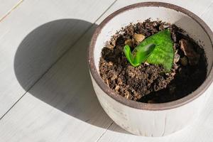 brote joven de la planta decorativa de la casa sansevieria trifasciata hahnii en una olla sobre fondo de madera. planta de serpiente jardinería doméstica. foto