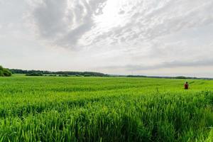 A caucasian boy in red t-shirt running in wheat green field in a summer cloudy day. photo