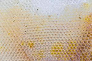 miel cpmbs fondo natural. colmena abandonada foto
