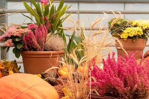 cosecha de otoño en un mercado agrícola. calabazas decorativas con placas de melena en inglés y ruso. foto