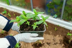 female hands are planting zinnia flowr seedlings into the soil. Farming and gardening concept. photo