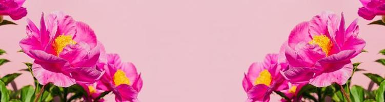 ramo de flores de peonías sobre fondo rosa. primer plano de hermoso diseño de borde floral. copie el espacio para su texto. pancarta ancha foto