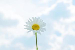 blooming single camomile daisy against blue sky background photo