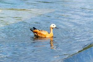 pato salvaje flotando en el estanque del parque de la ciudad. Naturaleza salvaje. foto
