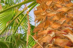 Bottom view of tropical palm. Green foliage of the rain forest. photo