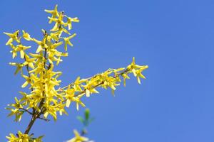 arbusto de forsythia floreciente amarillo sobre fondo de cielo azul foto