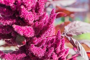 close up of amaranth plants on a sunny day, selective focus photo