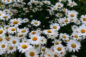 manzanilla flores té verano blanco amarillo campo, fondo natural. foto