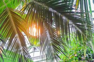 primer plano de hojas de palma. bosque tropical en casa verde foto