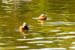 two Wild ducks floating in the city park pond. Wild nature. photo