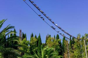 Tropical forest in Sochi, Russia. Pigeons sitting on vires. photo