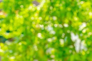 Colorfull blurry bokeh background of green tree in asynny rays. Defocused image. photo