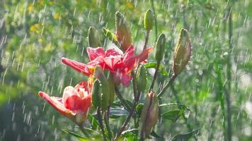 regendruppels op de bloemblaadjes van een bloem roze lelie, slow-motion video