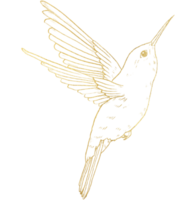 Vogel mit goldener Strichzeichnung png