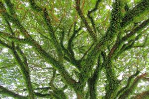 Under big green tree. Nature composition photo