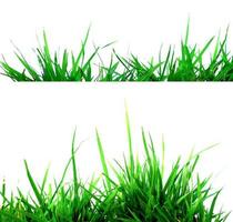 Isolated green grass on a white background photo