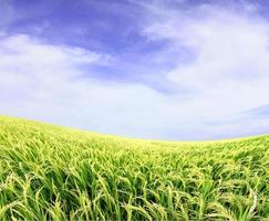 paddy rice field in blue sky photo