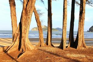 Pine tree on the beach photo