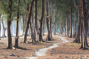 Pine tree on the beach photo