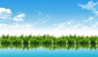 Fresh new grass with water reflection photo