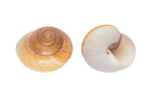 two sides of shark eye sea shell isolated on white background with clipping path photo